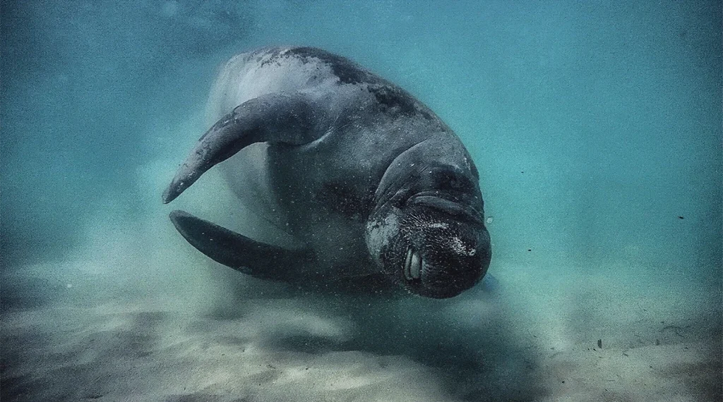 A manatee plays on the ocean floor