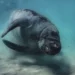 A manatee plays on the ocean floor