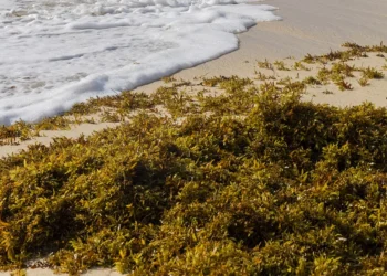 Sargasso Seaweed with waves and a sandy beach