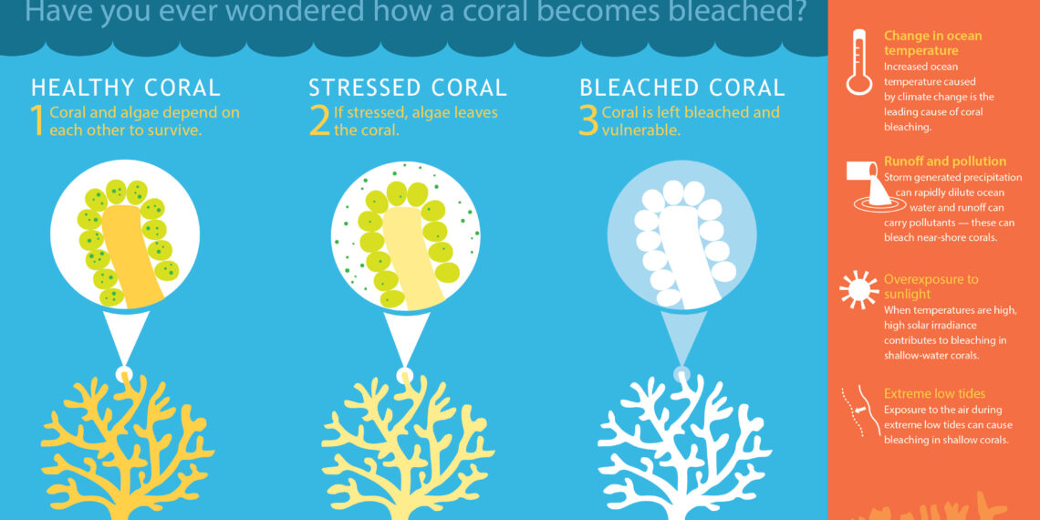 Coral Bleaching Infographic