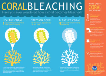 Coral Bleaching Infographic