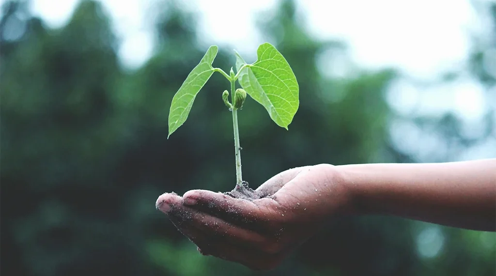 Person holding a plant